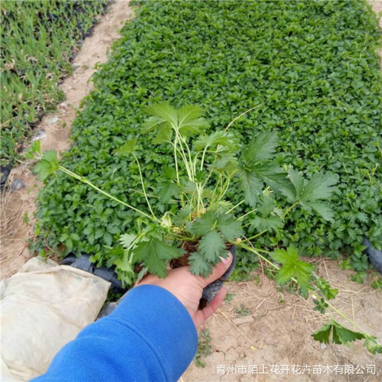 出售委陵菜小苗  三叶委陵菜  五叶委陵菜  委陵菜批发