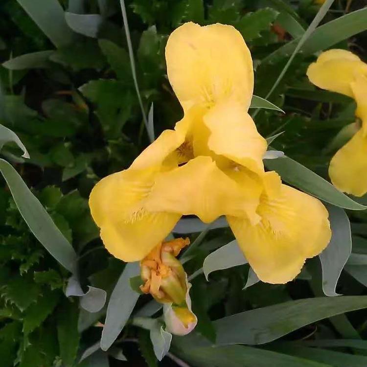 德国黄花鸢尾价格 鸢尾基地直销