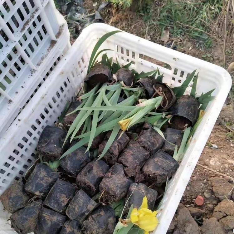 杯苗德国鸢尾价格 鸢尾直销