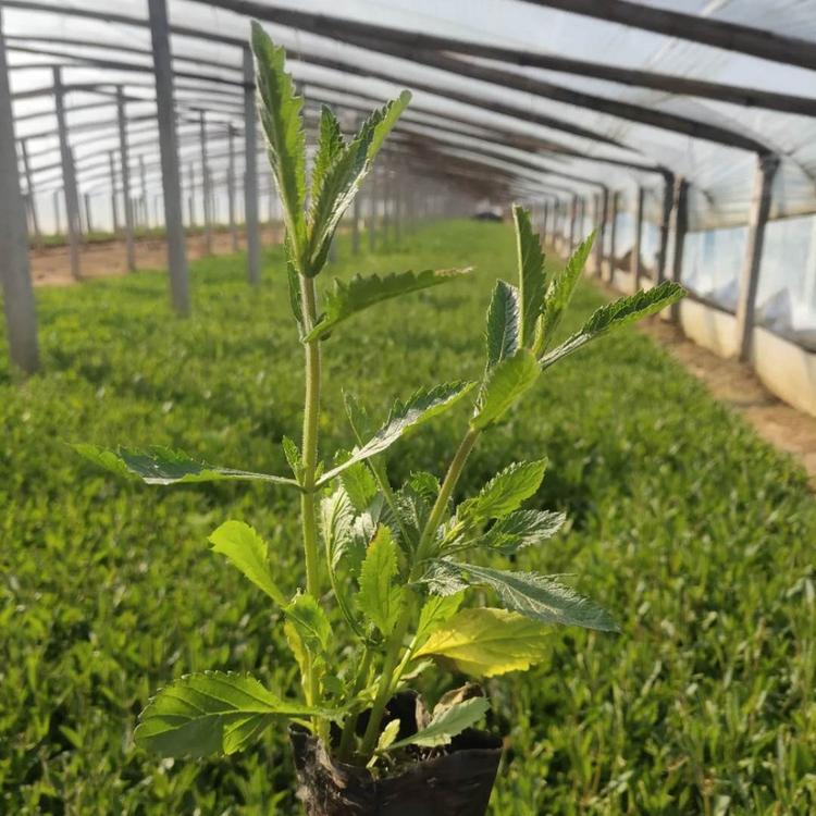 马鞭草价格 马鞭草现货图片 马鞭草基地直销