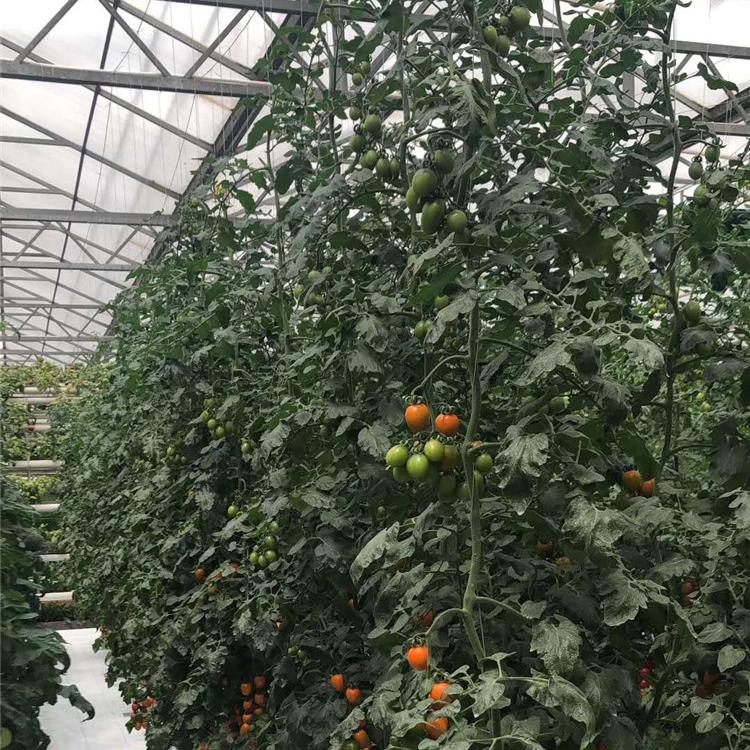 无土栽培技术指导设备生产厂家  无土栽培温室大棚造价玻璃温室造价