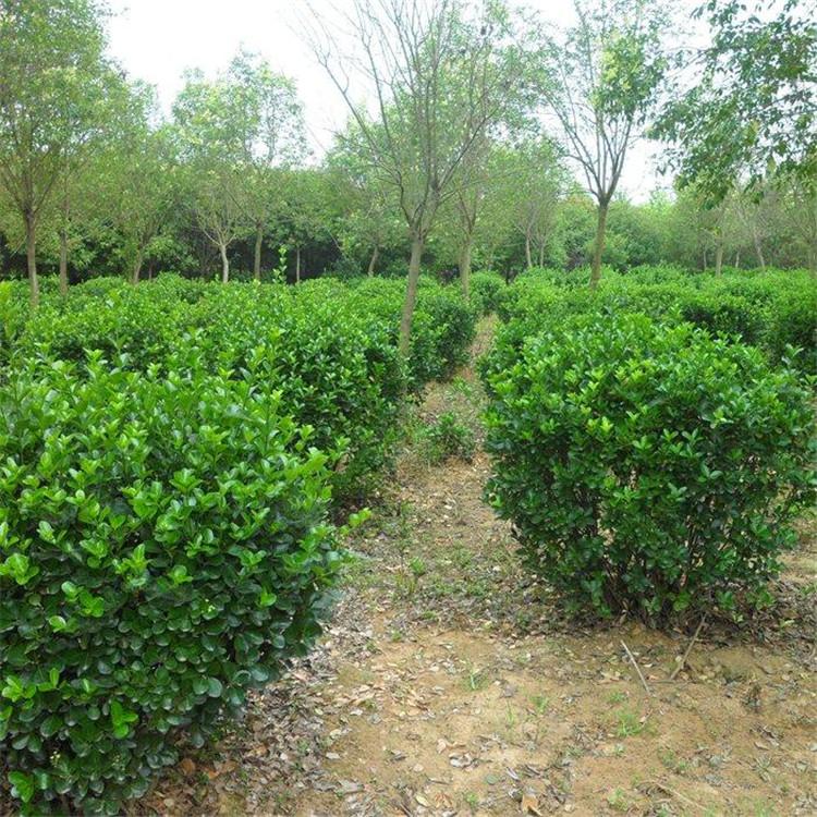 冬青 山东冬青 基地批发冬青 冬青球种植基地