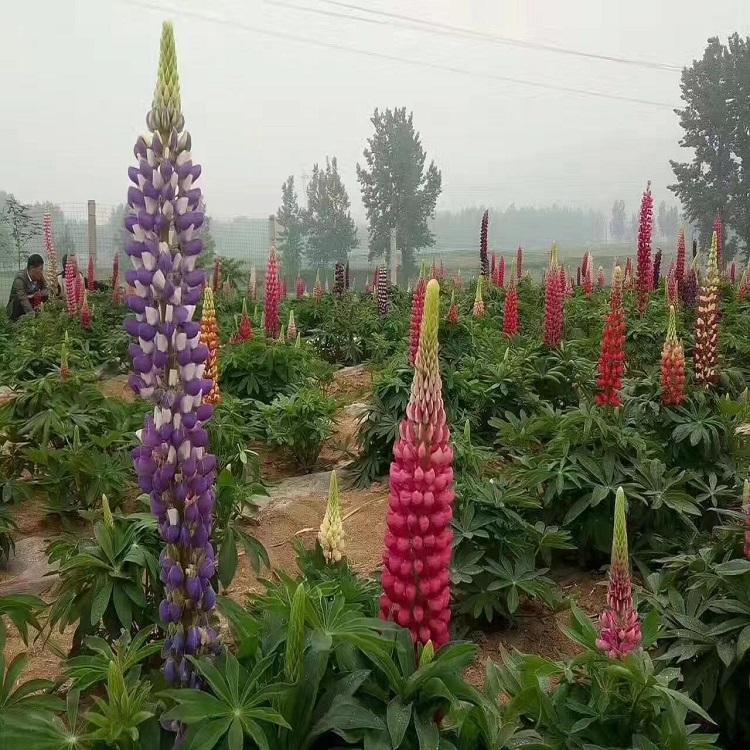 鲁冰花报价 鲁冰花种植基地 树庆