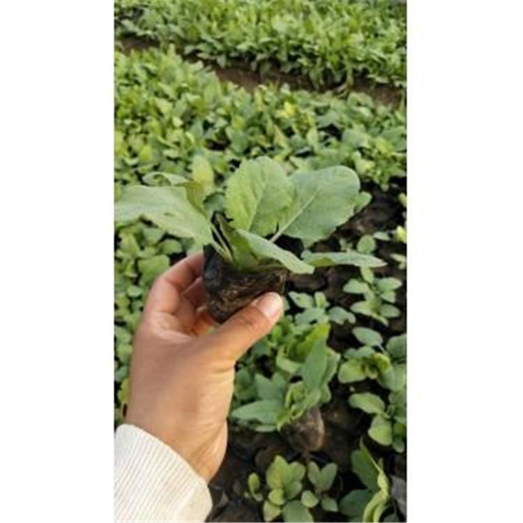 鼠尾草价格 来鑫花卉 青州鼠尾草种苗