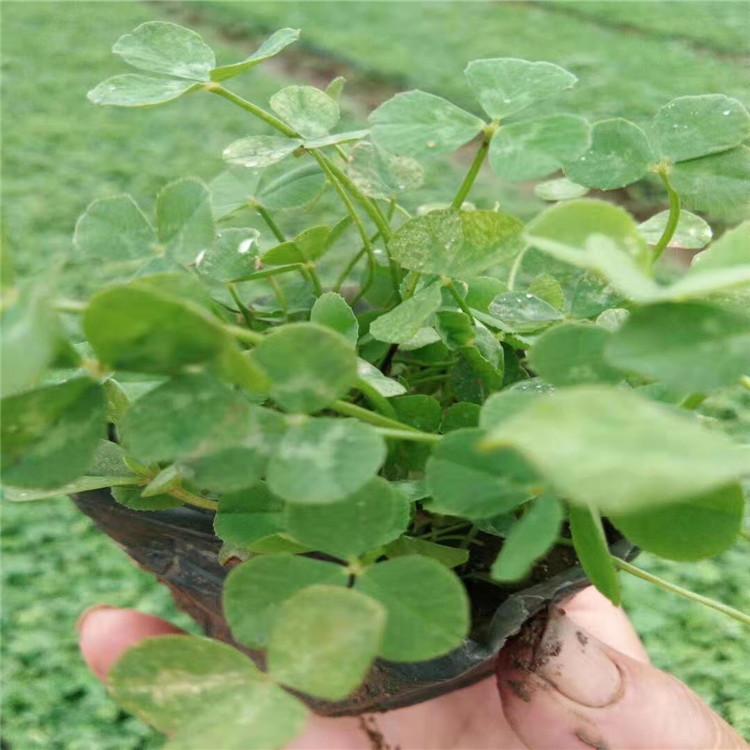 白三叶价格 白三叶小苗批发 白花三叶草基地