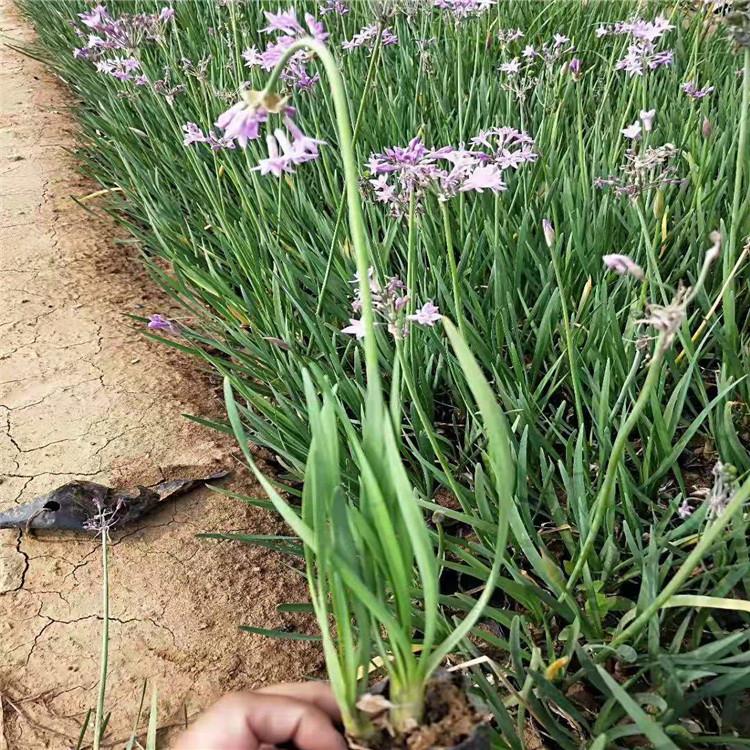 紫娇花 紫娇花小苗批发 青州紫娇花基地