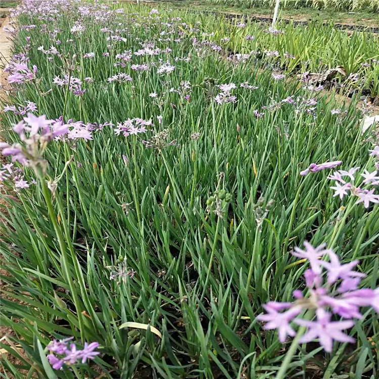 山东紫娇花小苗批发价格