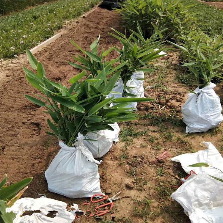 再力花批发价格 水生再力花小苗 再力花基地出售