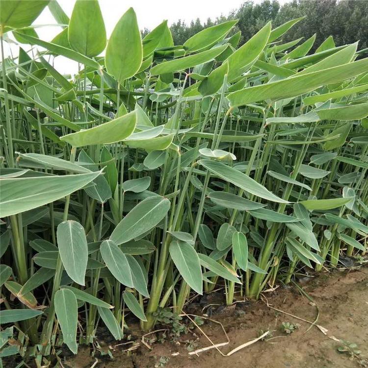 青州再力花批发价格 江瑞再力花基地