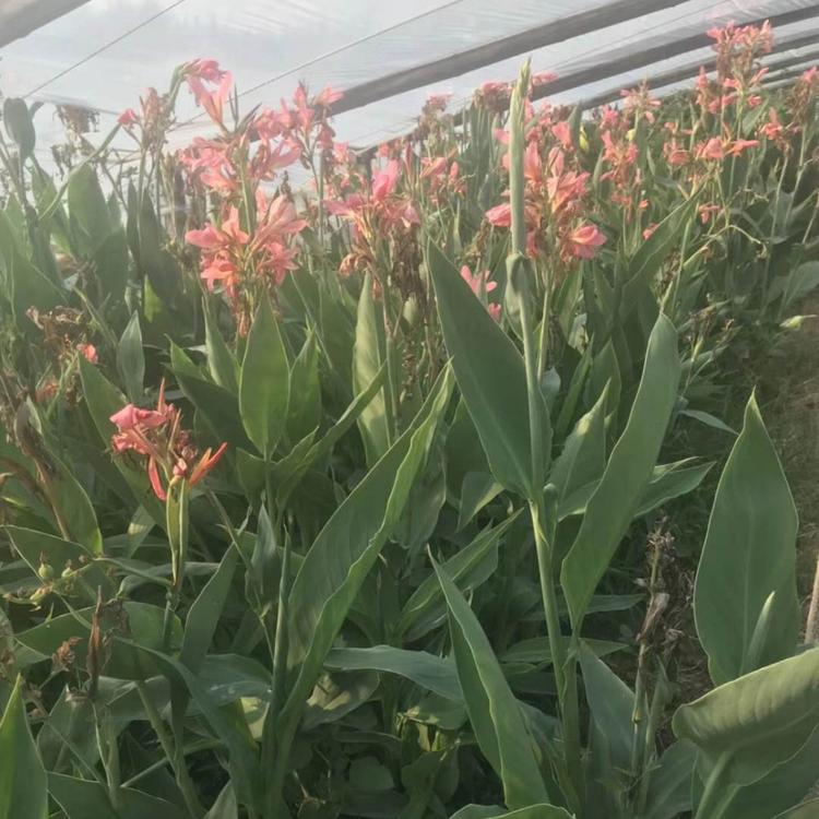 水生粉花美人蕉