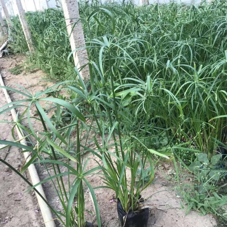 旱伞草的别称水竹 水棕竹 风车草 实心竹 木竹 黎子竹