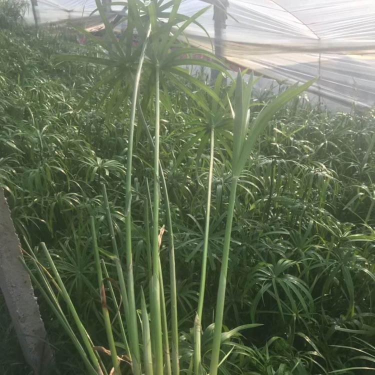 旱伞草价格 水生植物旱伞草基地