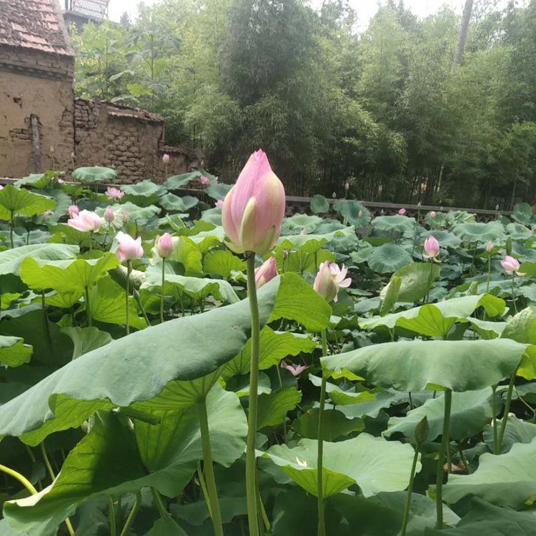 观赏荷花基地 直销价格