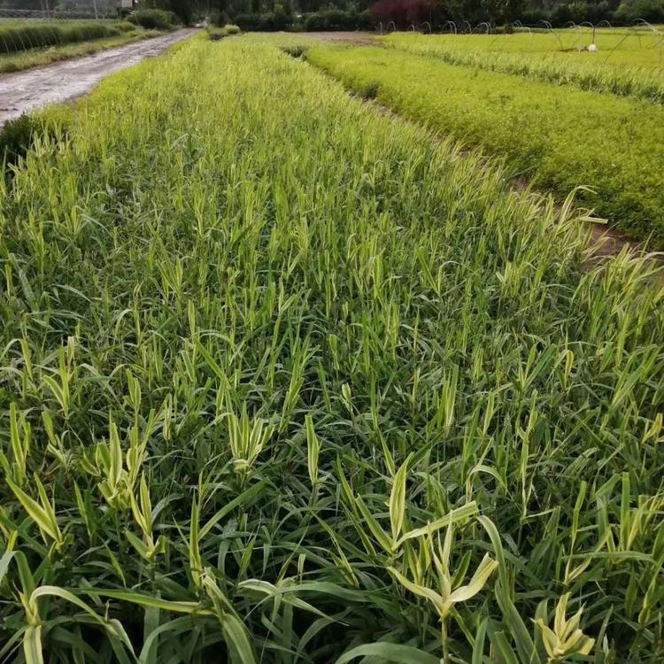 花叶芦竹基地直销
