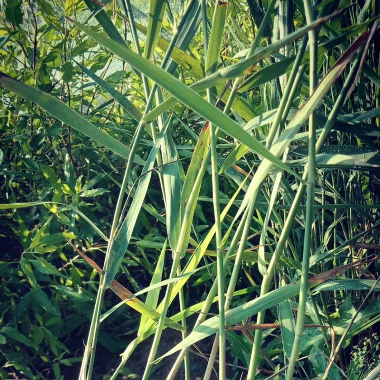 芦苇价格 水生植物芦苇基地