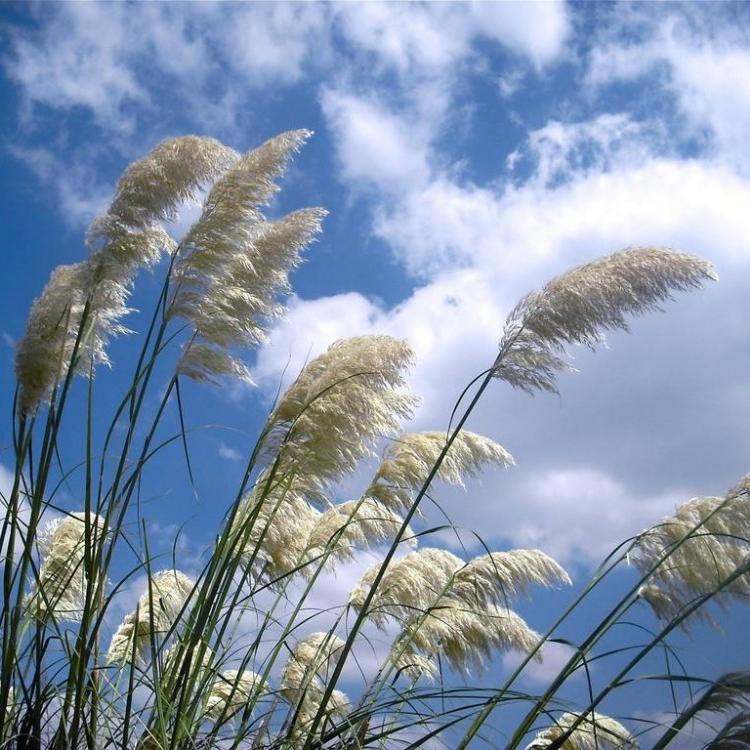 杯苗芦苇价格 芦苇基地