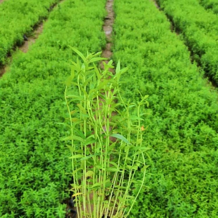 千屈菜价格 水生植物千屈菜基地