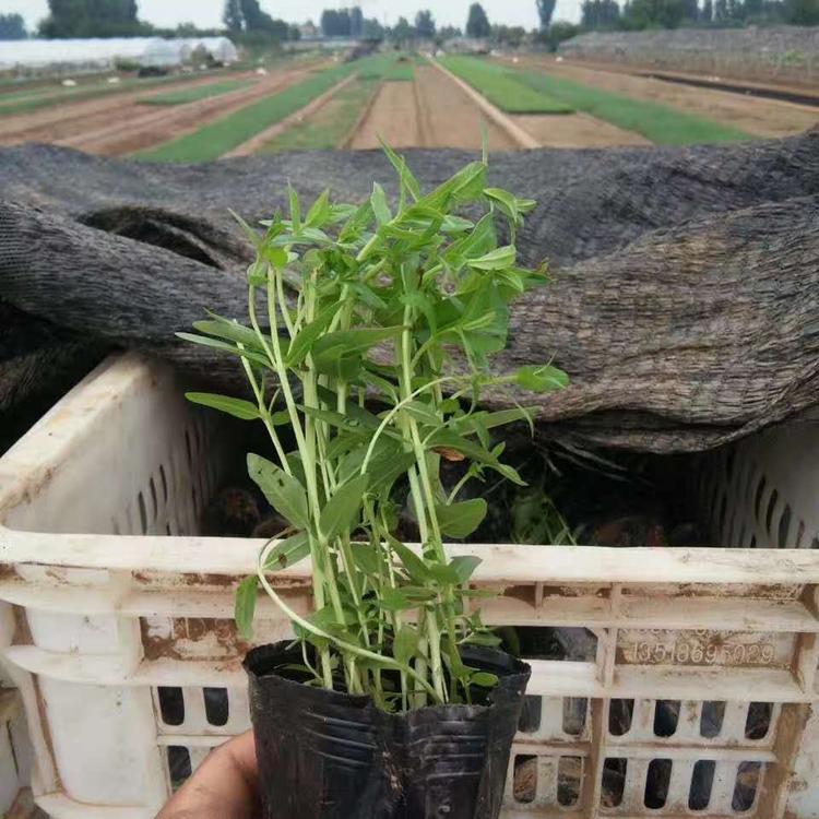 杯苗千屈菜多少钱 水生植物基地直销千屈菜