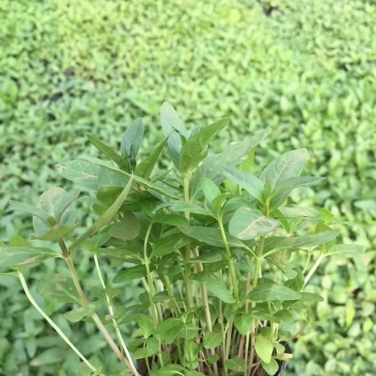 千屈菜多少钱一株