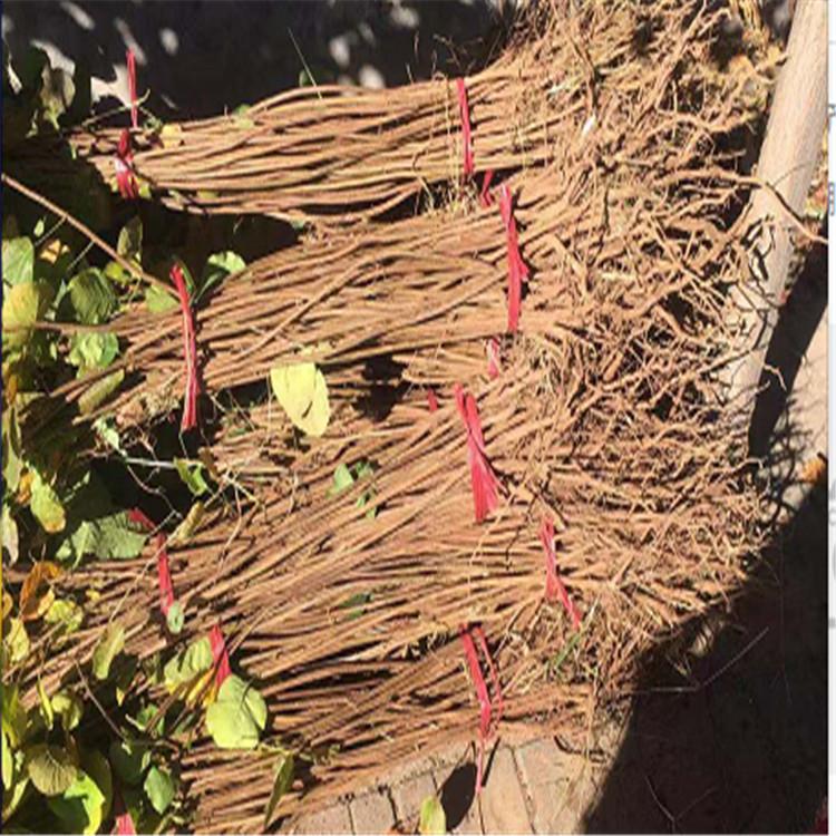 黄栌价格 黄栌基地 青州江瑞黄栌批发商