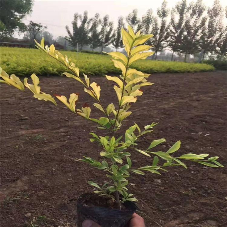 水蜡小苗批发 青州水蜡价格