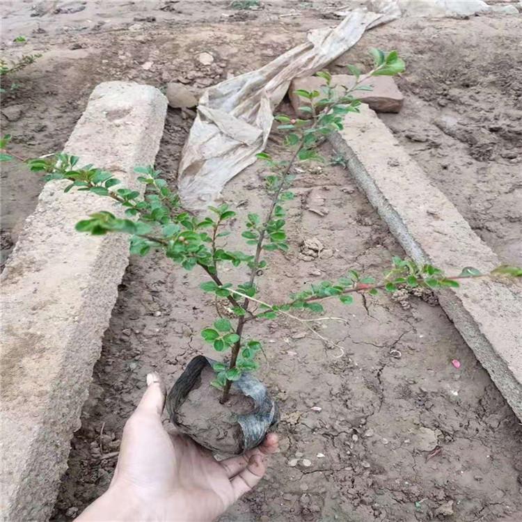 平枝荀子批发 青州平枝荀子价格 山东平枝荀子基地