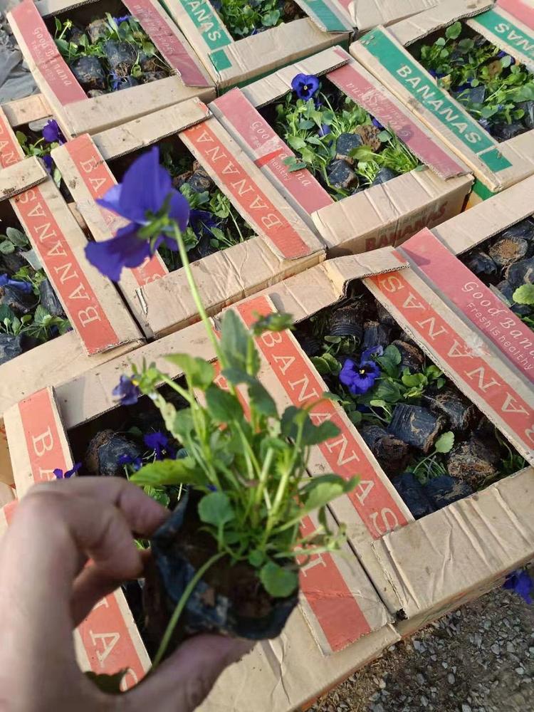 基地直销色堇 色堇价格 质量优