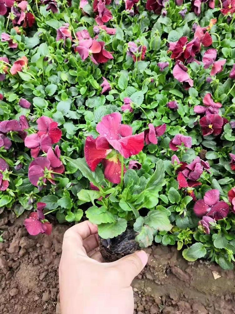 基地直销色堇 色堇盆苗 值得信赖