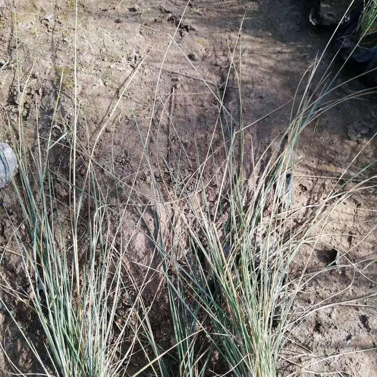 粉黛乱子草花海 粉黛乱子草批发 粉黛乱子草种植基地