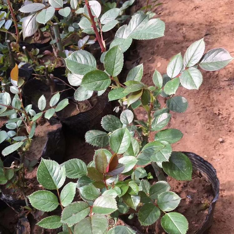 青州大花月季苗价格 大花月季批发商