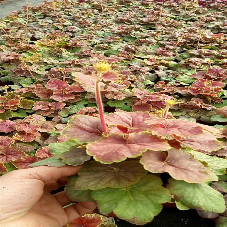 矾根基地批发 丽都花卉矾根基地