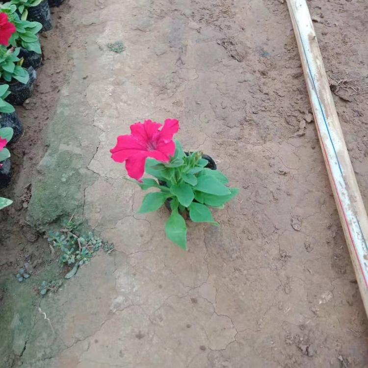 矮牵牛花卉 红色矮牵牛基地出售供应 大量供货