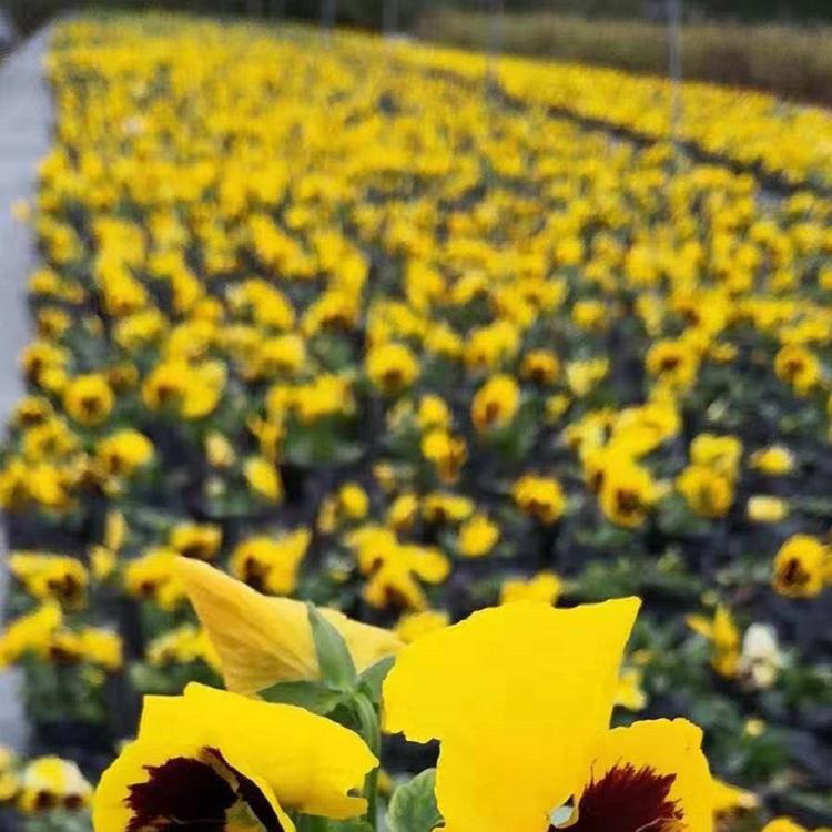 三色堇批发 青州三色堇 基地批发销售时令草花