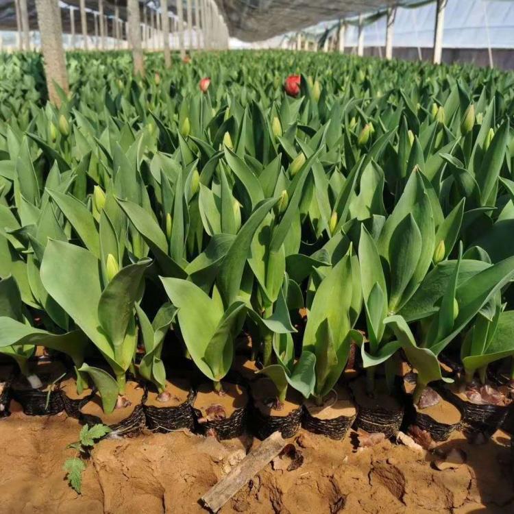 郁金香价格 杯苗郁金香价格 山东郁金香种植基地