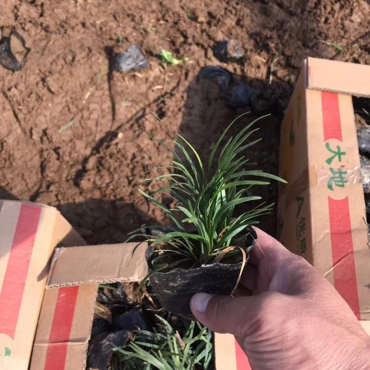 玉龙草种植基地 玉龙草价格 山东杯苗玉龙草价格