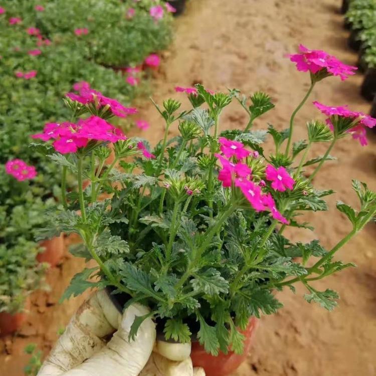 供应美女樱小苗     美女樱种植基地