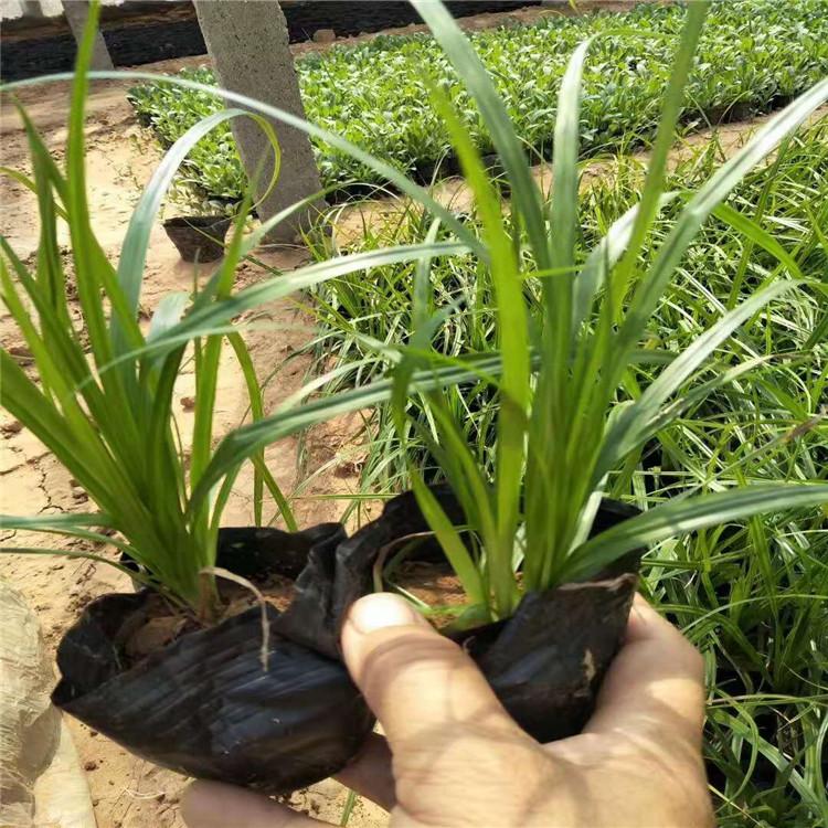 青绿苔草批发 青州青绿苔草基地