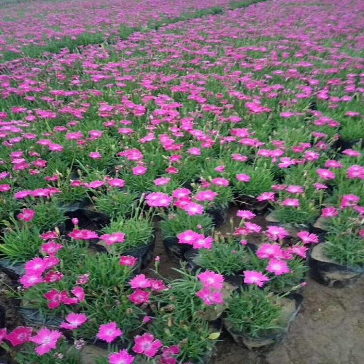 欧石竹种植基地 欧石竹价格