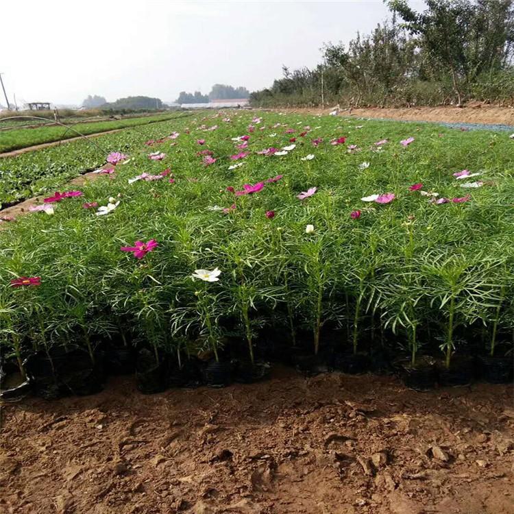 波斯菊基地  波斯菊价格