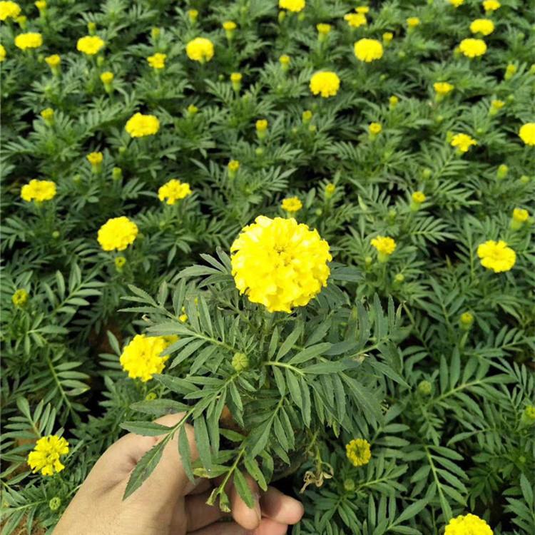 孔雀草小苗价格 孔雀草基地批发 黄色孔雀草