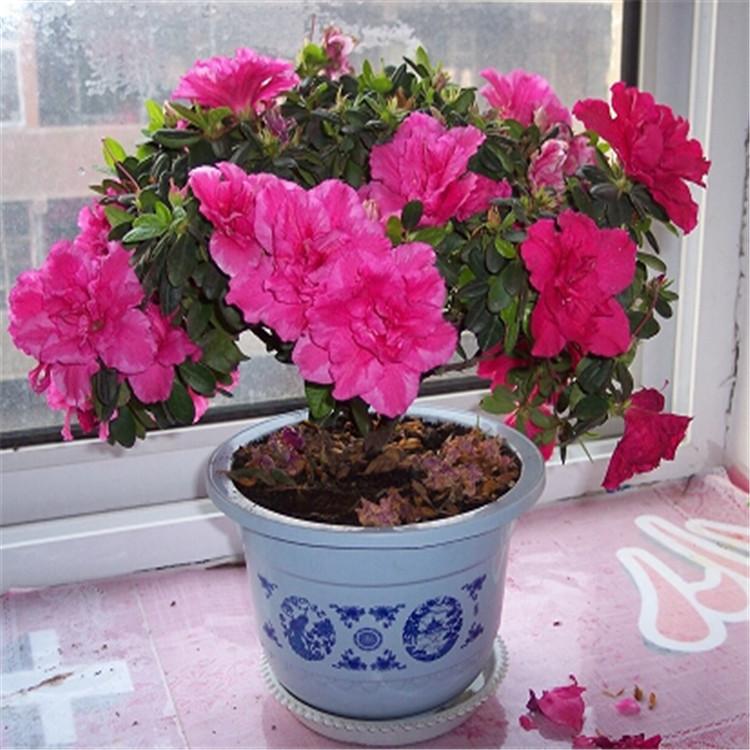 杜鹃花销售 石岩杜鹃价格 山东杜鹃花小苗基地