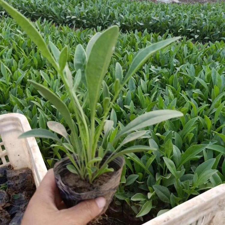金鸡菊小苗 大花金鸡菊批发基地