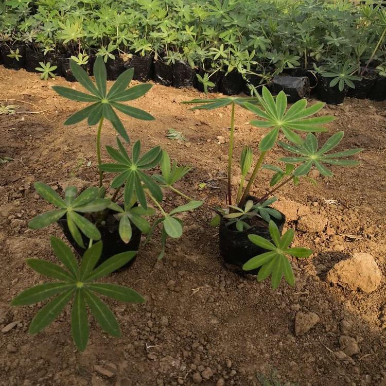 盆栽花种批发 厂家直销 孔雀草广西直售