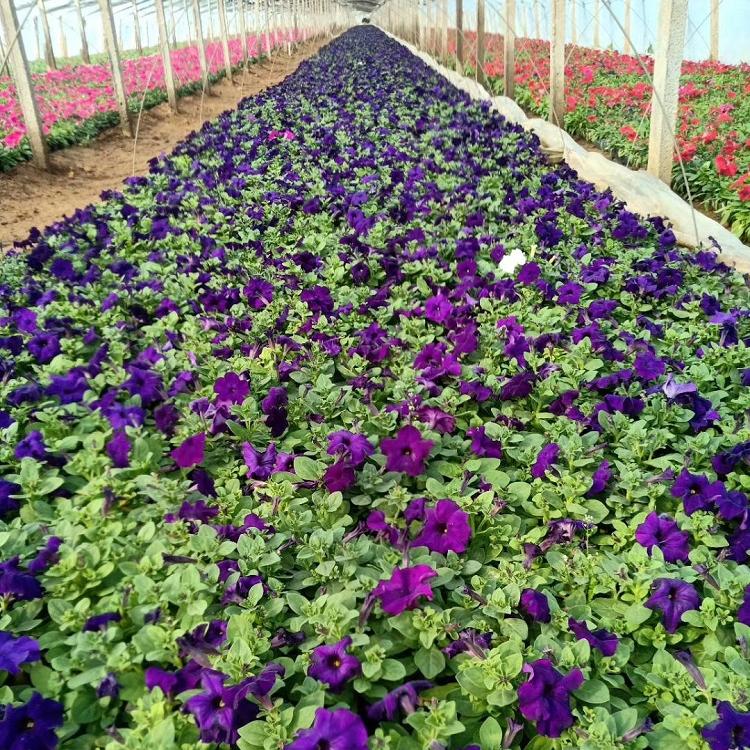 生态园各色花大片花海牵牛出售  牵牛常年供应