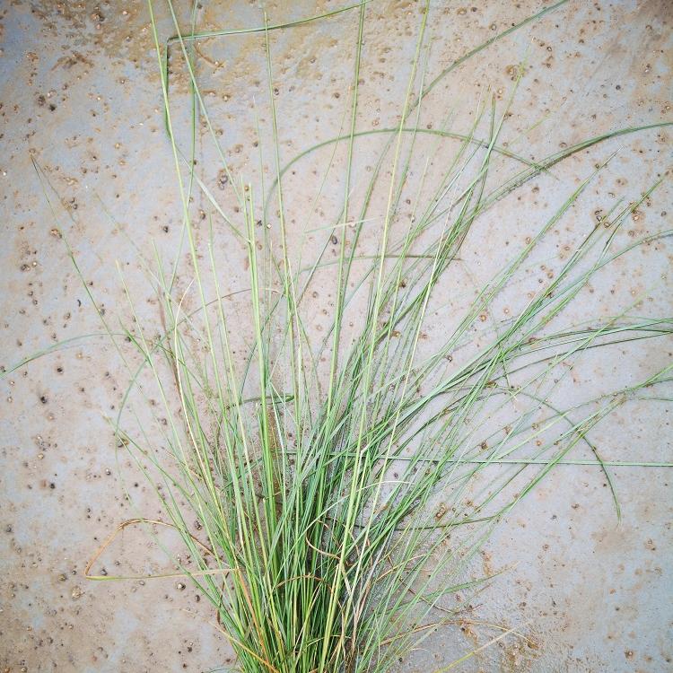 南锡粉黛乱子草出售 绿化苗木工程 粉黛乱子草市政用苗