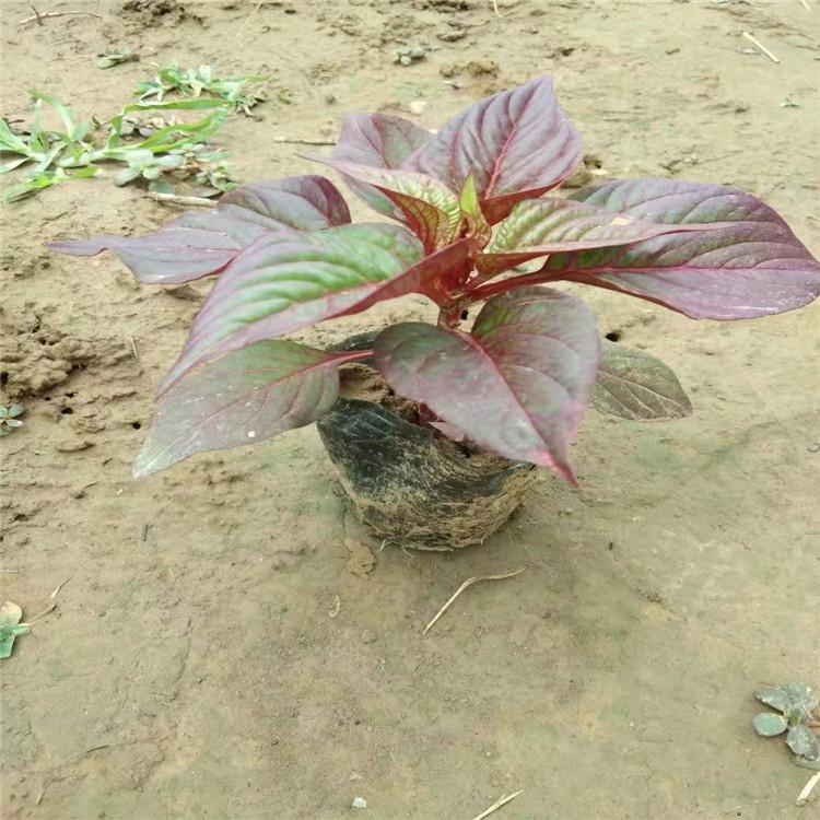 世纪红小苗 世纪红批发价格 国庆组摆草花世纪红