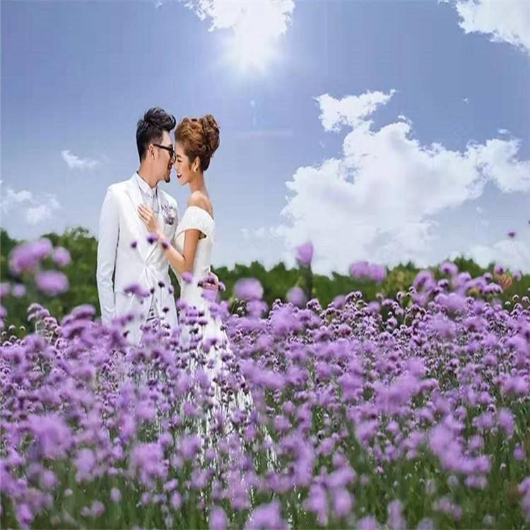 柳叶马鞭草种子 马鞭草小苗批发价格 马鞭草花海用苗