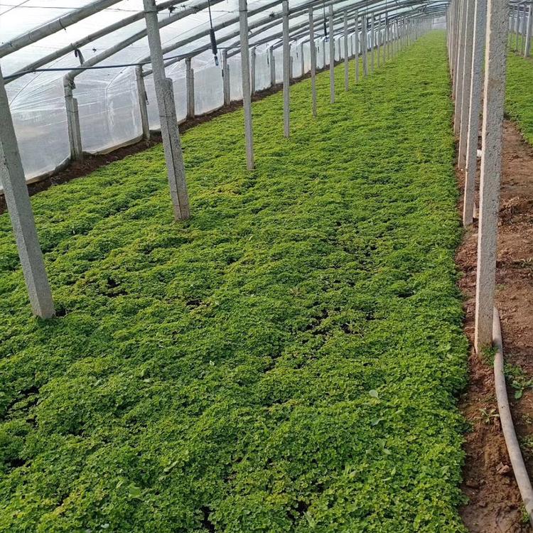 草本花卉酢浆草 山东酢浆草种植基地 腾骏花卉 大量供应