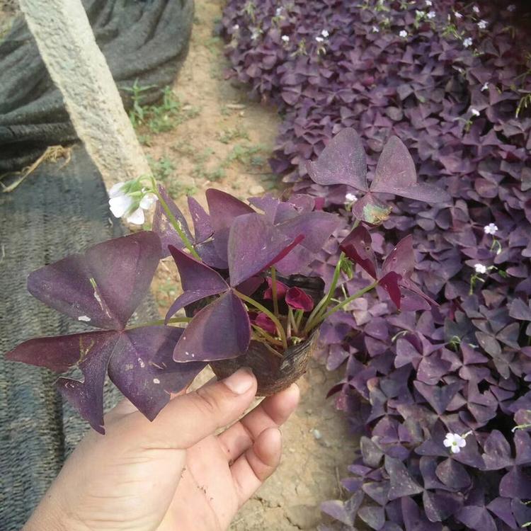 批发酢浆草小苗 紫叶榨浆草批发价格 绿叶酢浆草