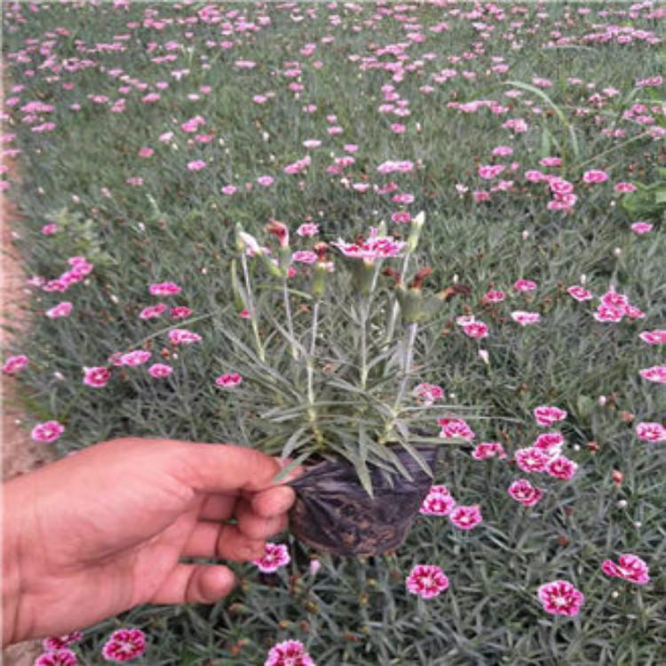 彩虹石竹小苗 青州花海花苗